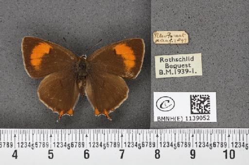 Thecla betulae (Linnaeus, 1758) - BMNHE_1139052_95525