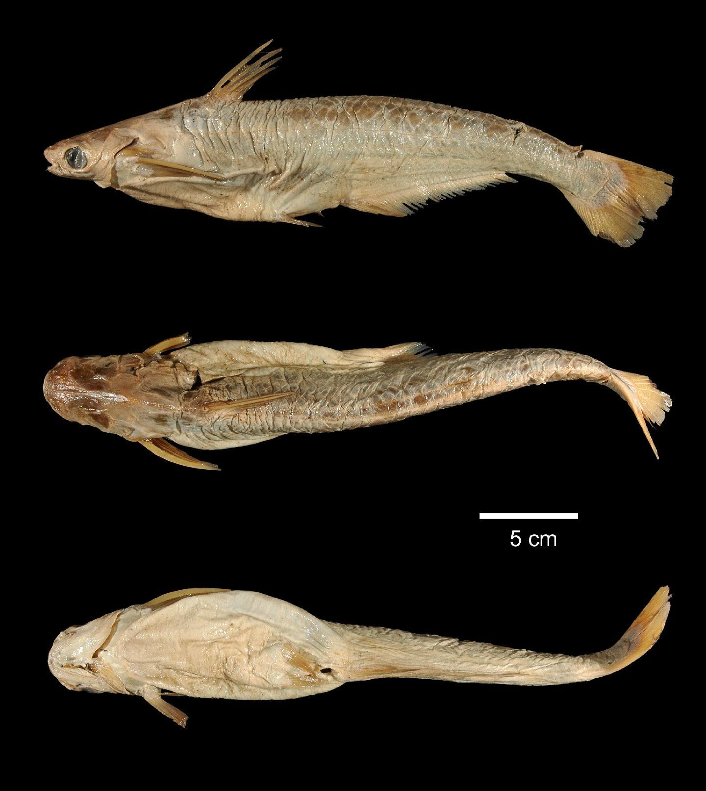 To NHMUK collection (Pangasius juaro Bleeker, 1852; HOLOTYPE; NHMUK:ecatalogue:2595381)