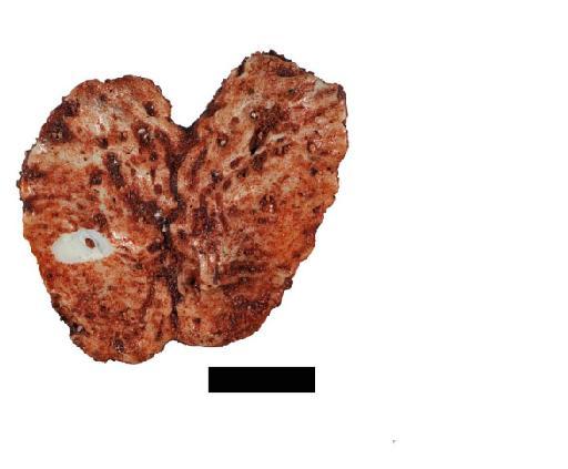 Rauisuchidae von Huene, 1942 - NHMUK PV R 38315
