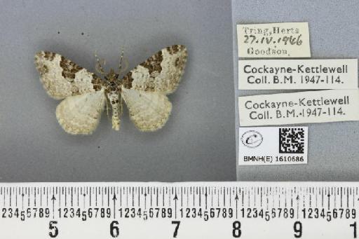 Xanthorhoe fluctuata fluctuata ab. fibulata Hufnagel, 1767 - BMNHE_1610686_308496