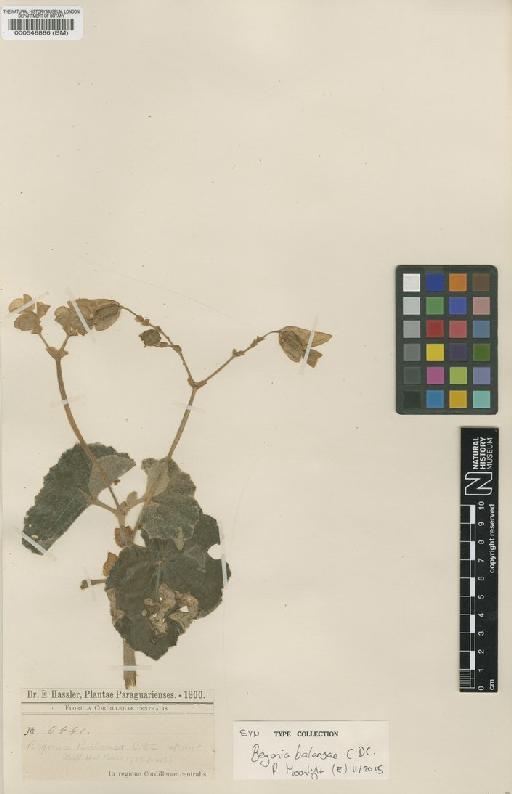 Begonia balansae C.DC. - BM000548886