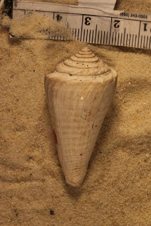 Conus stenostoma Sowerby, 1850 - OR 64034. Conus stenostoma (specimen.6)