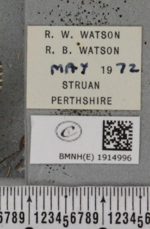 Ematurga atomaria (Linnaeus, 1758) - BMNHE_1914996_label_487407