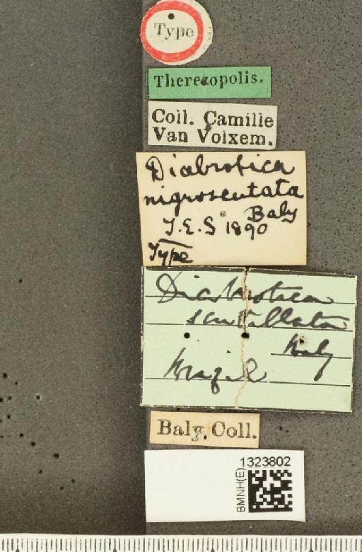 Diabrotica nigroscutata Baly, 1890 - BMNHE_1323802_label_20425