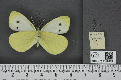 Pieris rapae rapae (Linnaeus, 1758) - BMNHE_1126048_82424