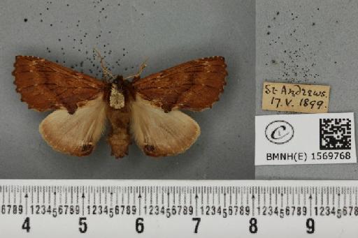 Ptilodon capucina (Linnaeus, 1758) - BMNHE_1569768_496619