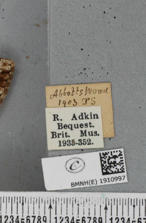 Alcis repandata repandata (Linnaeus, 1758) - BMNHE_1910997_label_478168