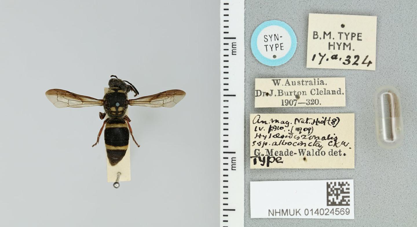 Hyleoides zonalis