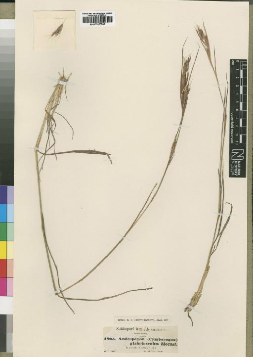 Hyparrhenia glabriuscula Stapf - BM000923509