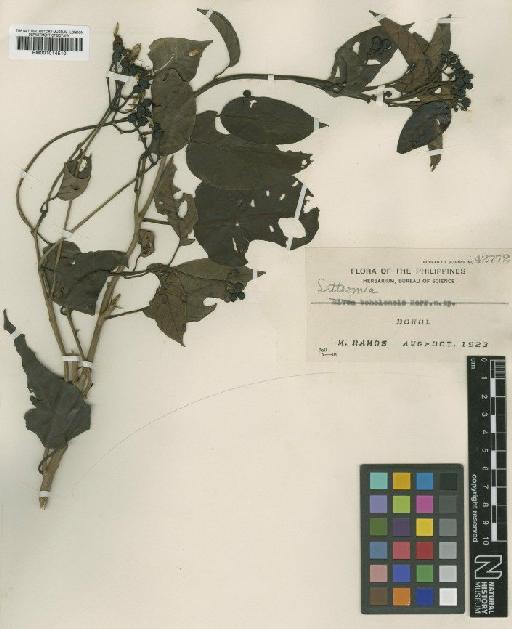 Ipomoea boholensis (Merr.) J.R.I.Wood & Scotland - BM001014510