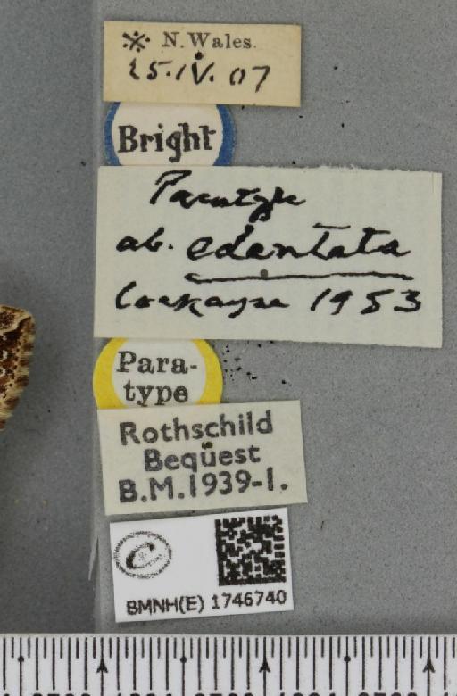 Lampropteryx suffumata ab. edentata Cockayne, 1953 - BMNHE_1746740_label_333890