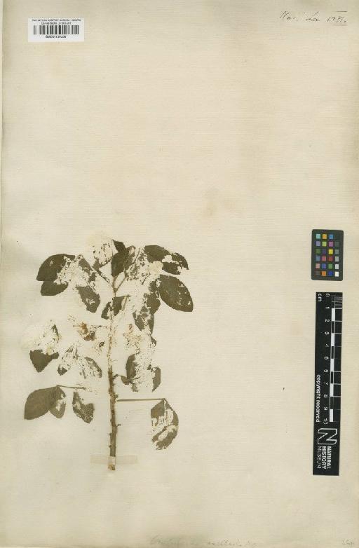 Crotalaria axillaris Aiton - BM001134336