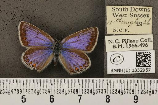 Polyommatus icarus icarus (Rottemburg, 1775) - BMNHE_1332957_140837