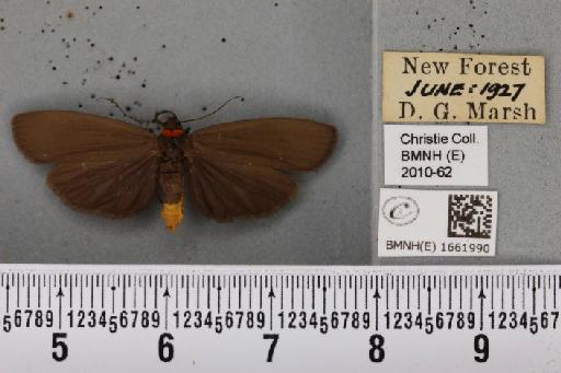 Atolmis rubricollis (Linnaeus, 1758) - BMNHE_1661990_285819