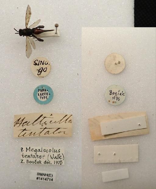 Megalocolus tentator (Walker, 1862) - Megalocolus tentator (Walker, 1862) #1414714 labels