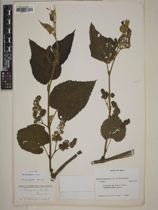 Vitis pedicellata M.A.Lawson - BM000999479