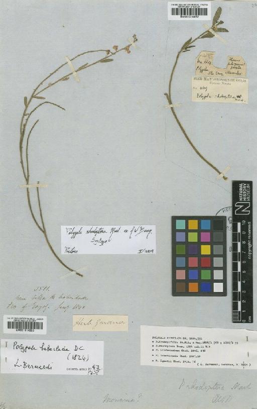 Asemeia rhodoptera (Mart. ex A.W.Benn.) J.F.B.Pastore & R.J.Abbott - BM001014852
