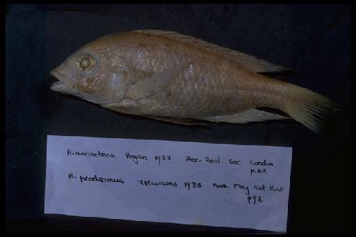 Haplochromis annectens Regan, 1922 - Haplochromis prodromus; 1907.5.7.78