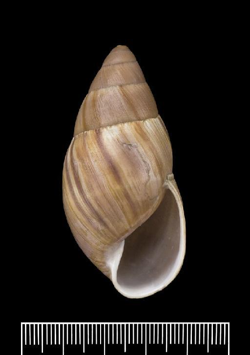 Bulimus achilles Pfeiffer, 1852 - 1975269, PARALECTOTYPES, Bulimus achilles Pfeiffer, 1852