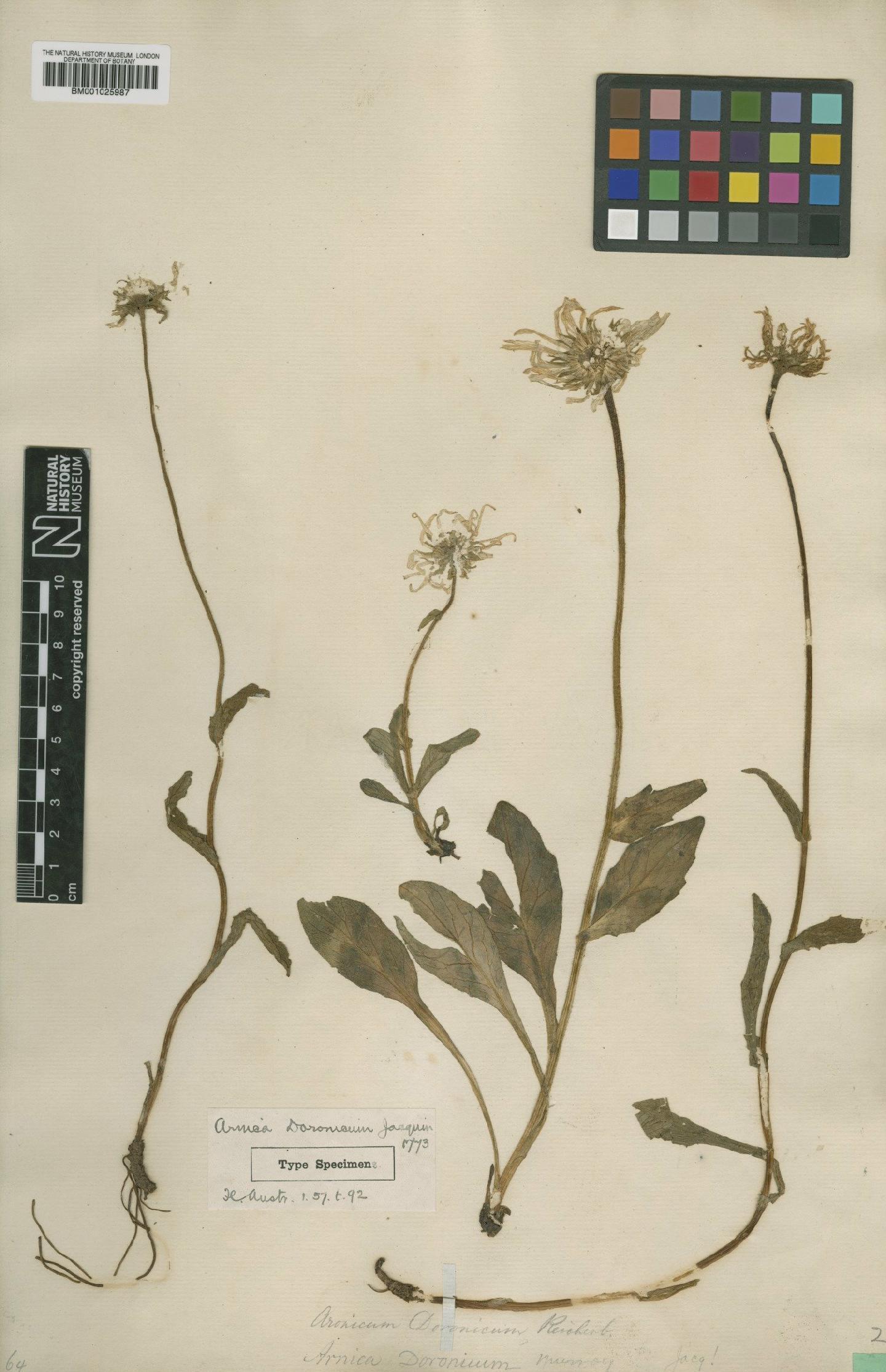 To NHMUK collection (Senecio doronicum subsp. doronicum (L.) L.; Type; NHMUK:ecatalogue:1933042)