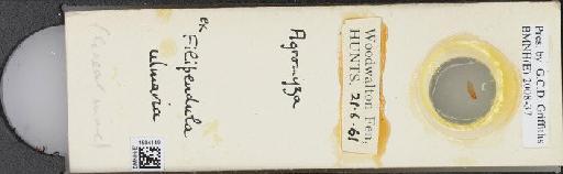 Agromyza Fallén, 1810 - BMNHE_1504149_59261
