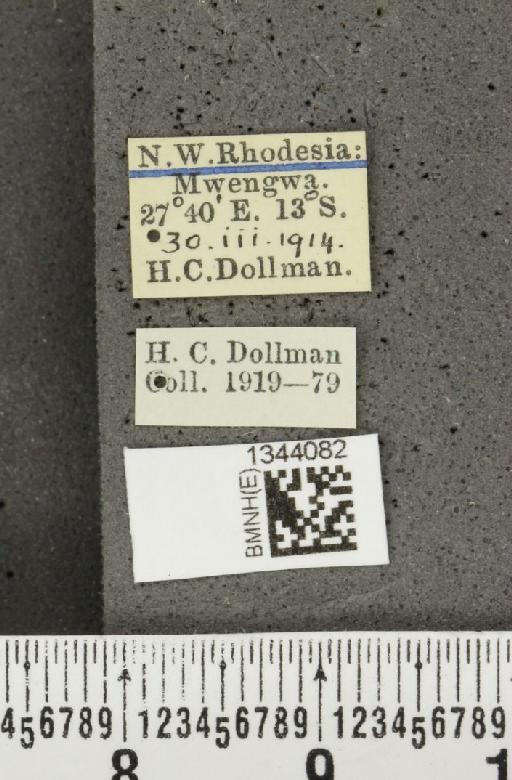 Lilioceris (Lilioceris) elongata (Jacoby, 1898) - BMNHE_1344082_label_14668