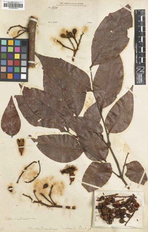 Archidendron forbesii Baker f. - BM000946923