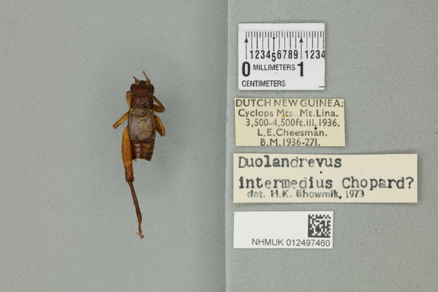 Duolandrevus intermedius