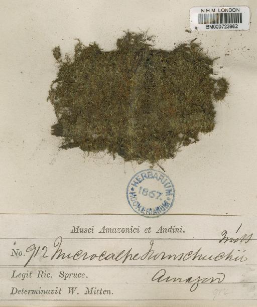 Trichosteleum ambiguum (Schwägr.) Paris - BM000723982