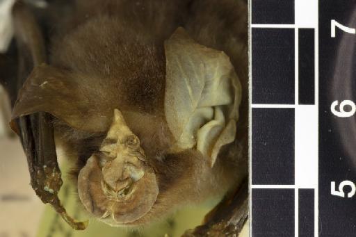 Rhinolophus arcuatus proconsulis Hill, 1959 - 1959_12-Rhinolophus_arcuatus_proconsulis-Holotype-Noseleaf-dorsal