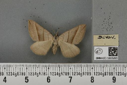 Scotopteryx luridata plumbaria (Fabricius, 1775) - BMNHE_1615265_a_304693