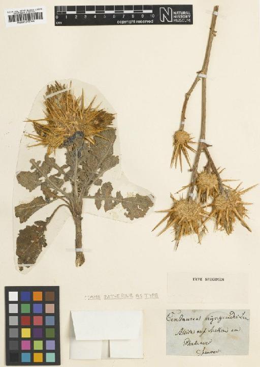Centaurea eryngioides Lamk - BM001043148