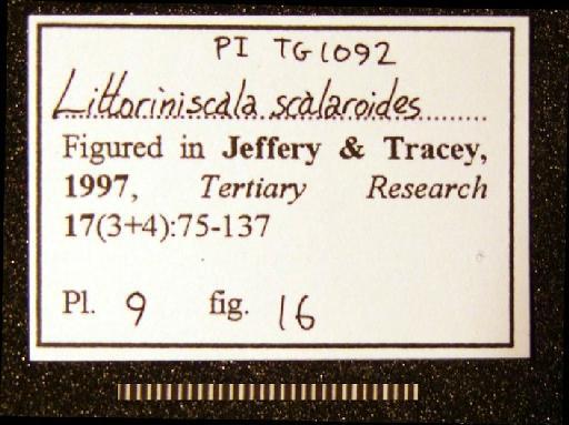 Littoriniscala scalarioides (J. de C. Sowerby in Dixon, 1850) - TG 1092. Littoriniscala scalarioides (label-4)