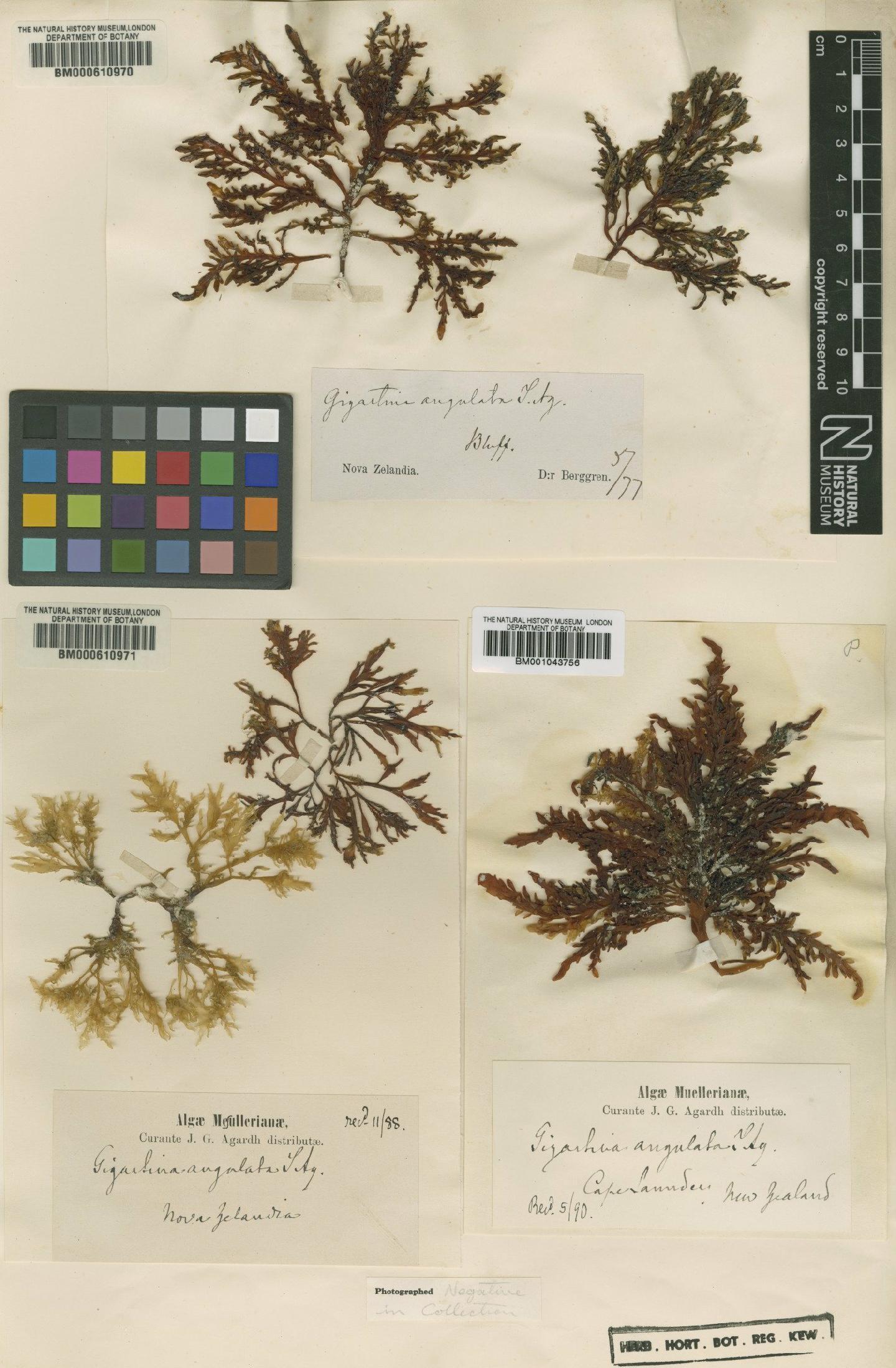 To NHMUK collection (Sarcothalia livida (Turner) Hommersand; TYPE; NHMUK:ecatalogue:2364270)