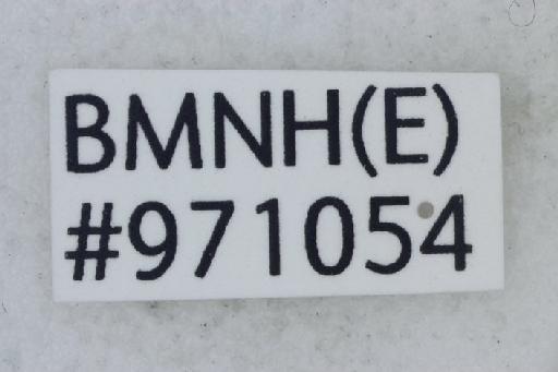 Halictus atripyga Kirby, 1890 - Halictus_atripyga-BMNH(E)#971054_syntype-label_4-0_8X