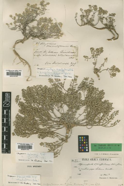 Alyssum sibiricum Willd. - BM000751064