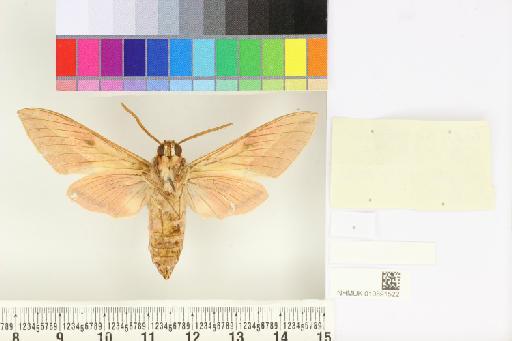 Hyles centralasiae (Staudinger, 1887) - NHMUK010891522_Hyles_centralasiae_ventral_and_labels.JPG