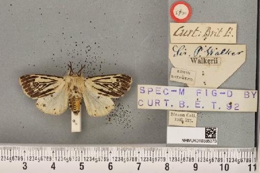 Spilosoma lubricipeda Curtis, 1825 - NHMUK_010385373_509133