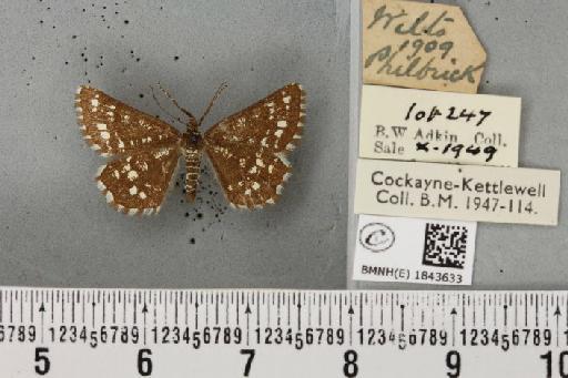 Chiasmia clathrata clathrata (Linnaeus, 1758) - BMNHE_1843633_423950