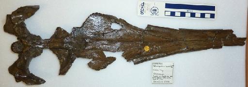 Gracilineustes leedsi Andrews, 1913 - PV R 2031 Gracilineustes (Metriorhynchus) leedsi (laeve)