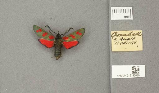 Zygaena (Zygaena) filipendulae stephensi Dupont, 1900 - 015192629_775459_1085133