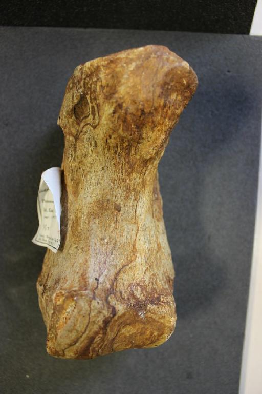 Mammuthus trogontherii (Pohlig, 1885) - PV OR 45119 (image 2)
