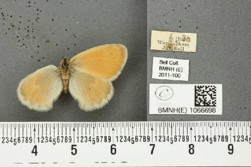 Coenonympha pamphilus (Linnaeus, 1758) - BMNHE_1066698_27990