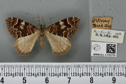 Dysstroma citrata pythonissata (Milliere, 1870) - BMNHE_1776770_353470