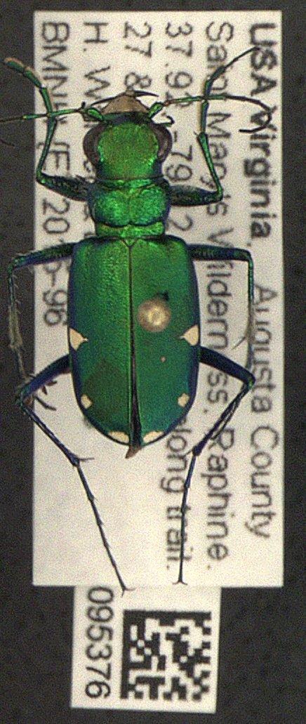 Cicindela sexguttata Fabricius, 1775 - Cicindela sexguttata 010095376