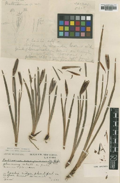 Patersonia novo-guineensis Gibbs - BM000958397