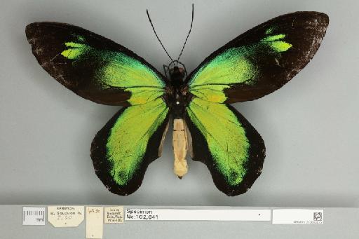 Ornithoptera victoriae rubianus Rothschild, 1904 - 013602573__