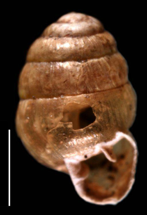 Pupa fasciolata subterclass Tectipleura Morelet, 1860 - 1893.2.4.912-915, SYNTYPES, Pupa fasciolata Morelet, 1860