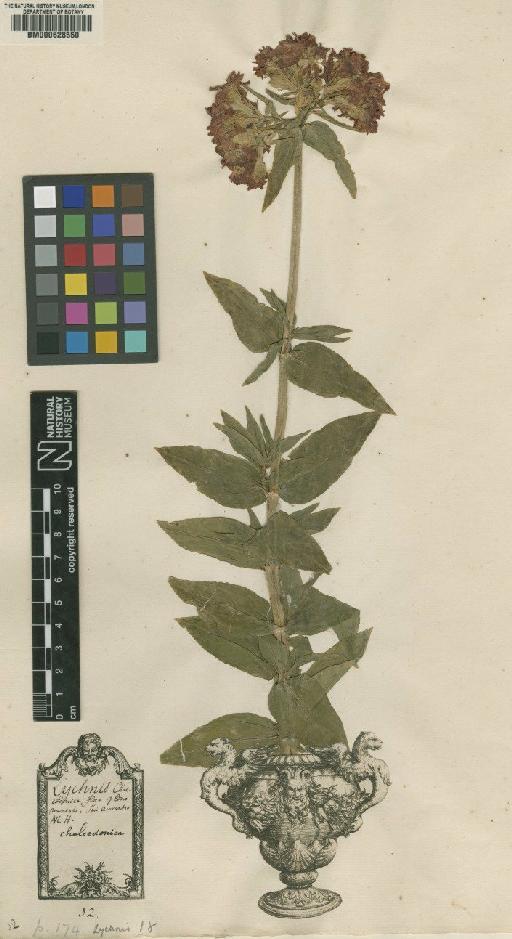 Lychnis chalcedonica L. - BM000628550