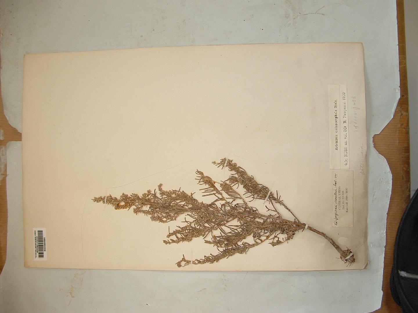To NHMUK collection (Artemisia codonocephala Diels; NHMUK:ecatalogue:508266)